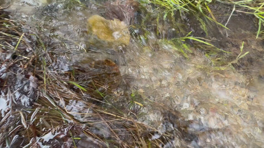Close-up video of gold-bearing paydirt material showing natural gold content